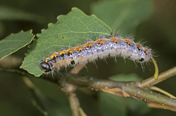 Detailní Záběr Čokolády Tip Clostera Curtula Housenka Aspen Stromu — Stock fotografie