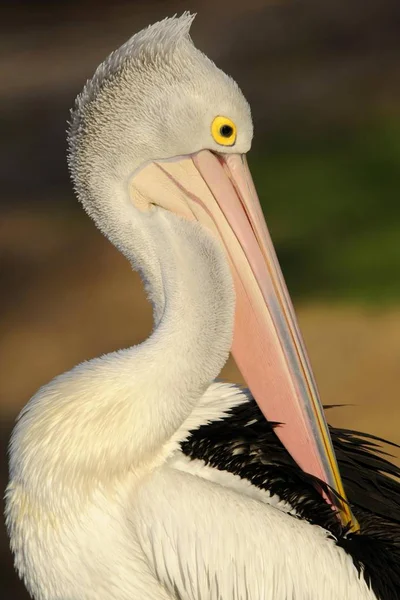 Great White Pelican — Stock Photo, Image