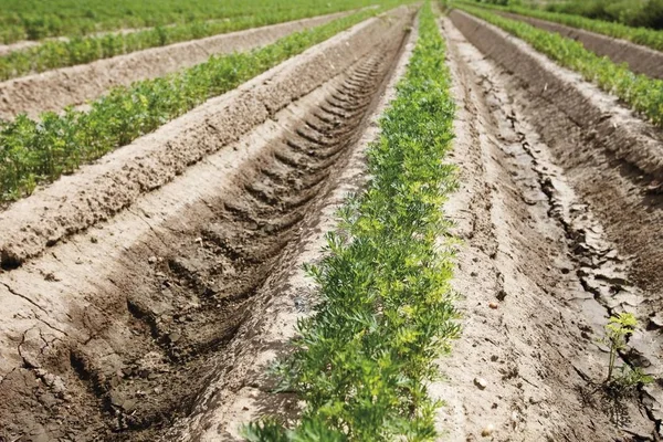 Primo Piano Della Coltivazione Della Carota — Foto Stock