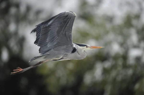 Flying Grey Heron — Stock Photo, Image