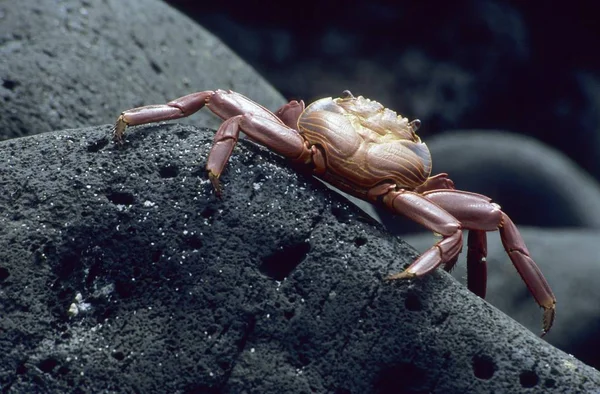 Granchio Roccia Rossa Grapsus Grapsus — Foto Stock