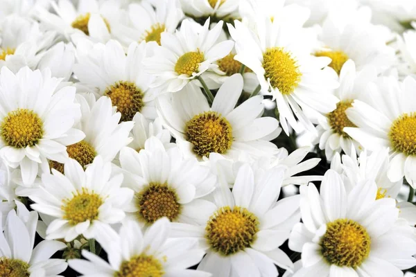 Chrysanthème Blanc Chrysanthème Aromatique Fleurs Chrysanthème — Photo