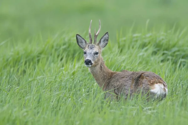 Roebuck Ελάφια Capreolus Capreolus Εξωτερικούς Χώρους — Φωτογραφία Αρχείου