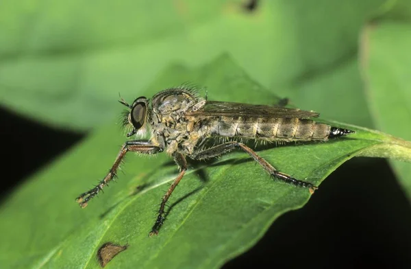 Close Robber Fly Machimus — Stock Photo, Image