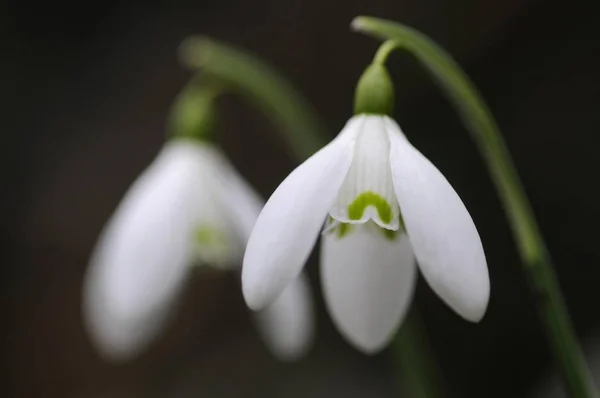 Hermosas flores Gotas de nieve — Foto de Stock