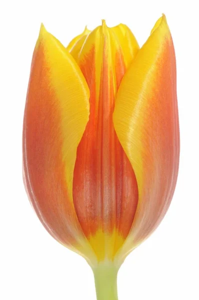 One Single Tulip Flower Red Orage Yellow Tulipa Isolated White — Stock Photo, Image