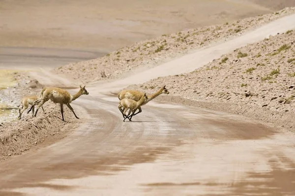 Vicugnas Vicugna Vicugna 포장도로 Flamencos 이사회 Antofagasta 남아메리카 — 스톡 사진