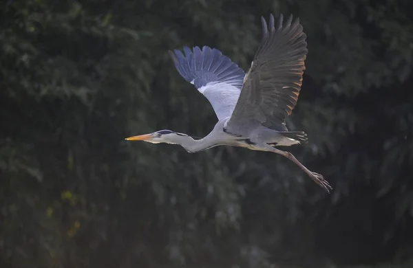 Garza gris en vuelo — Foto de Stock