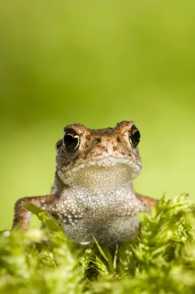 Fiatal Közönséges Varangy Bufo Bufo — Stock Fotó