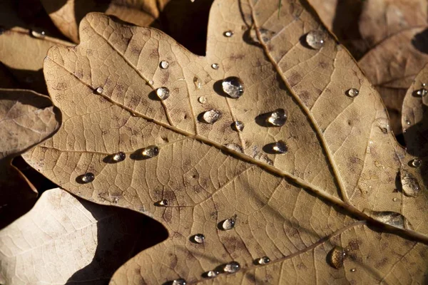 露滴とオークの葉 — ストック写真