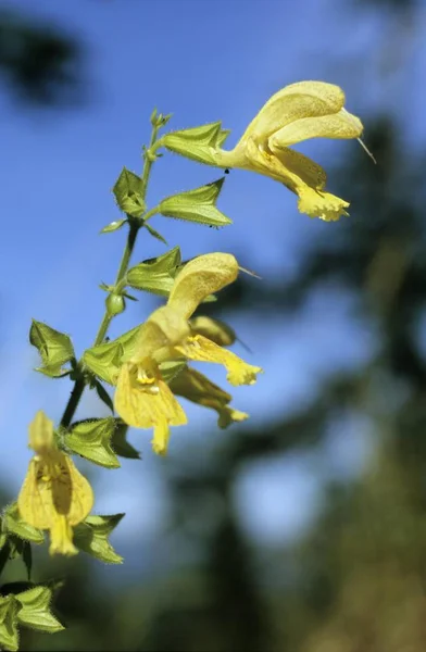 Sage Sticky Sau Jupiters Salvia Glutinosa Plante — Fotografie, imagine de stoc