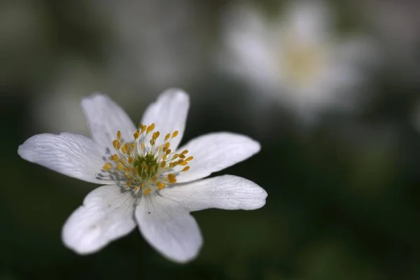 Wood Anemone Windflower White Anemone Nemorosa Flower — Stock Photo, Image