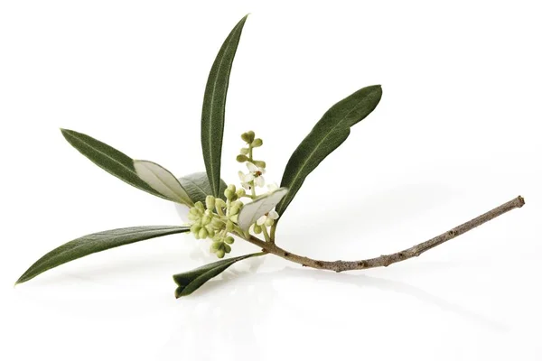 Branch Olive Flowers White Background — Stock Photo, Image