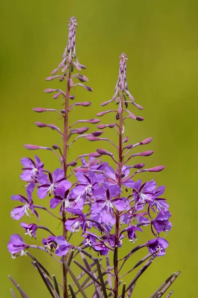 Rosebay Willowherb Fireweed Epilobium Angustifolium — Stock Photo, Image