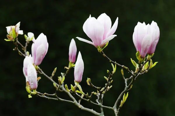 Tulipán Magnolia Magnolia Soulangeana Amabilis Variedad Cultivada —  Fotos de Stock