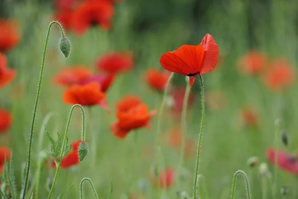 Somniferum kwiaty w zielony łąka — Zdjęcie stockowe