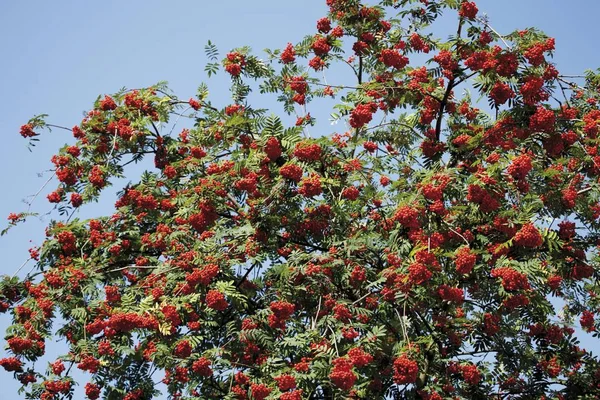 Рованські Ягоди Гілках Дерев Sorbus Aucuparia — стокове фото