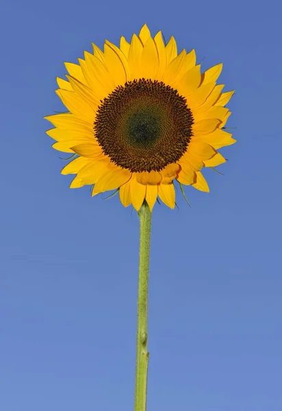 Tournesol Commun Jaune Fleur Helianthus Annuus — Photo