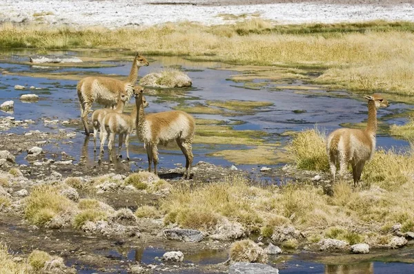 Grupo Vicugnas Vicugna Vicugna Reserva Nacional Los Flamencos Deserto Atacama — Fotografia de Stock