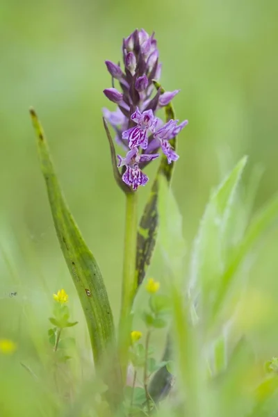 Heath Spotted Orchid Moorland Spotted Orchid Flower Dactylorhiza Maculata — Stock Photo, Image