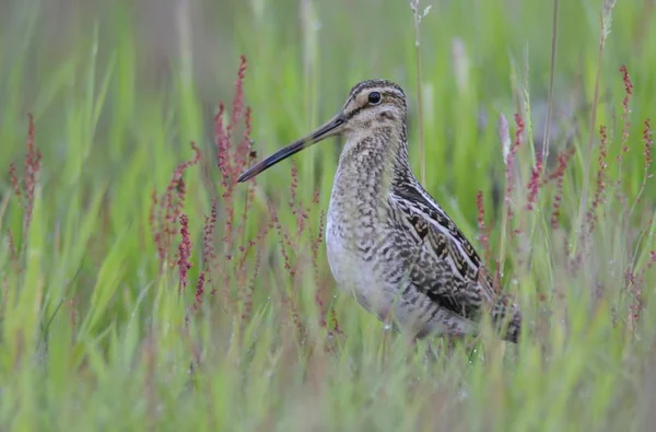 Fuligule Commune Gallinago Gallinago — Photo