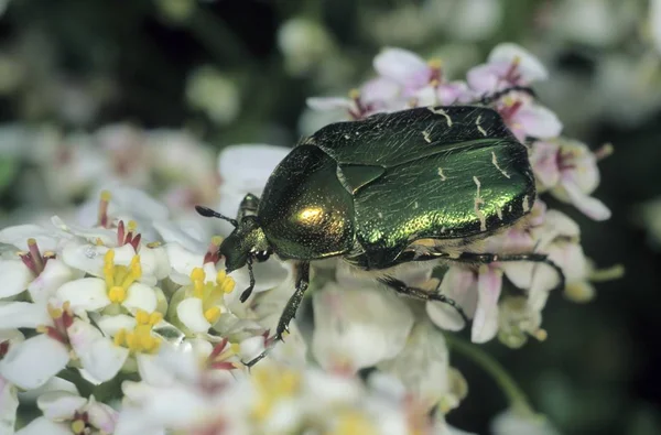 Arany Cserebogár Aranyos Rózsabogár Pollen Etetéshez — Stock Fotó