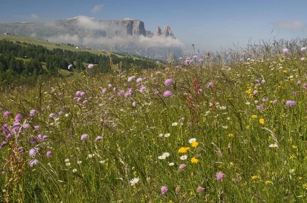 Prado Flores Frente Montanha Schlern Seiser Alm Tirol Sul Itália — Fotografia de Stock