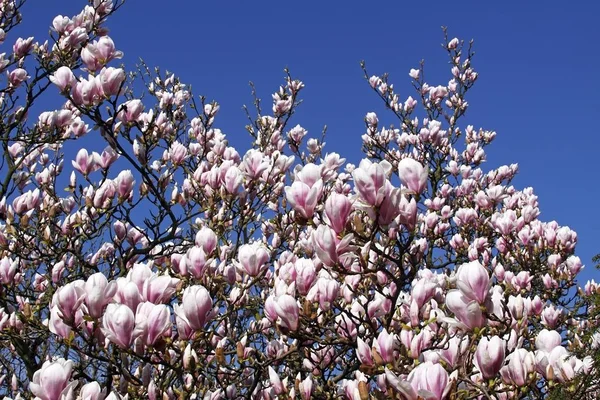 Bloesems Schotel Magnolia Magnolia Soulangeana Amabilis Cultivar — Stockfoto