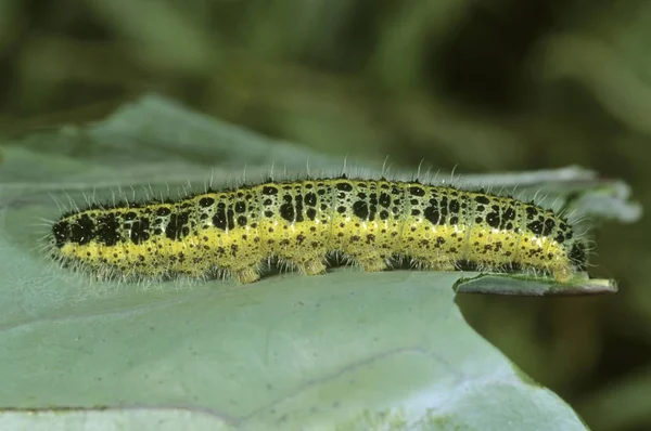 Капустная Муха Белокочанная Капуста Pieris Brassicae Гусеница — стоковое фото