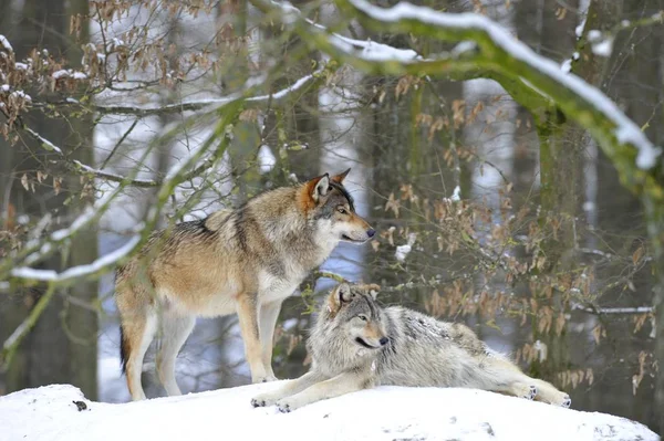 Canis Lupus Occidentalis Dois Lobos Neve — Fotografia de Stock