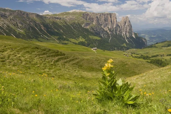 Gentiano Manchado Gentiana Punctata Frente Montanha Schlern Seiser Alm Tirol — Fotografia de Stock