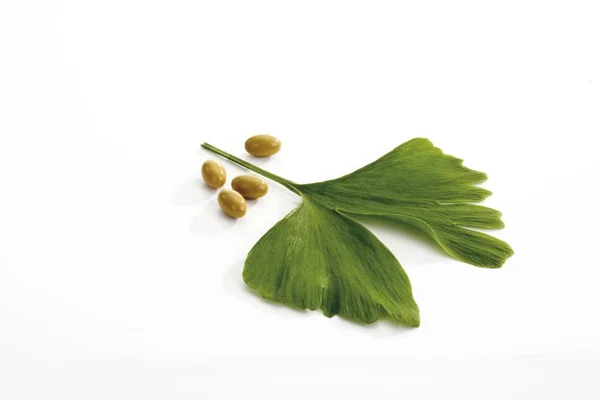 Ginkgo Biloba Blatt Mit Medikamentenkapseln — Stockfoto