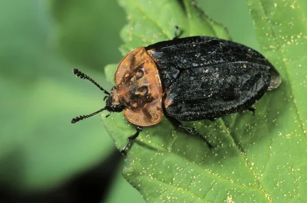 Gros Plan Sur Les Espèces Scarabées Charognes Oeceoptoma Thoracicum — Photo