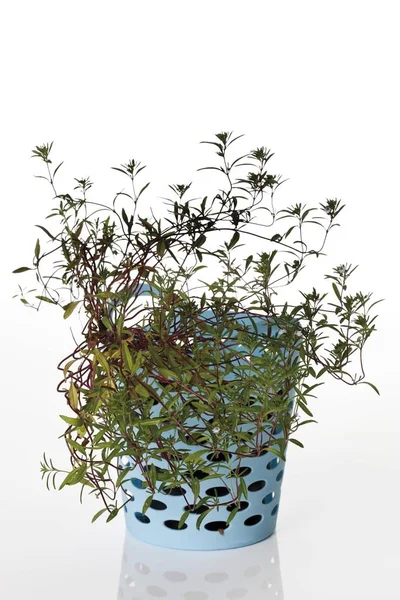 Blossoming Savory Small Pot — Stock Photo, Image