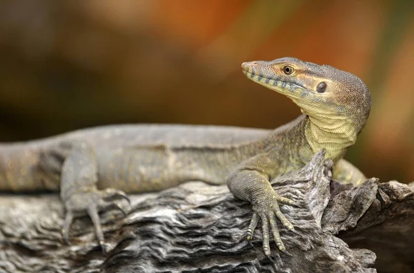 Merten Water Monitor Lizard Varanus Mertensi Queensland Austrália Oceania — Fotografia de Stock