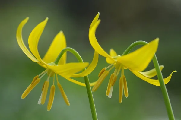 Tuolumne Ελαφάκι Κρίνο Erythronium Tuolumnense — Φωτογραφία Αρχείου