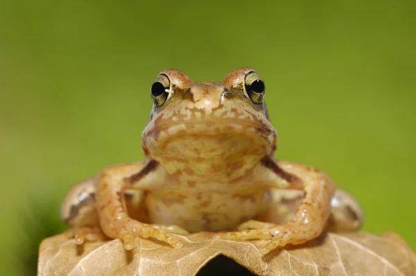 Wildlife Společné Žába Rana Temporaria — Stock fotografie