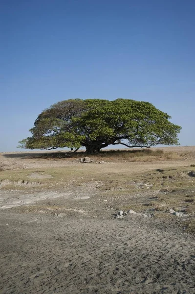 Großer Feigenbaum Ficus Tanzania Afrika — Stockfoto