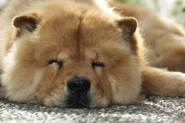 Chow Chow Chow Dio Addormentato — Foto Stock