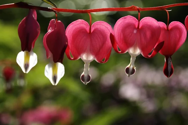 Carro Vénus Coração Sangrar Lamprocapnos Spectabilis — Fotografia de Stock