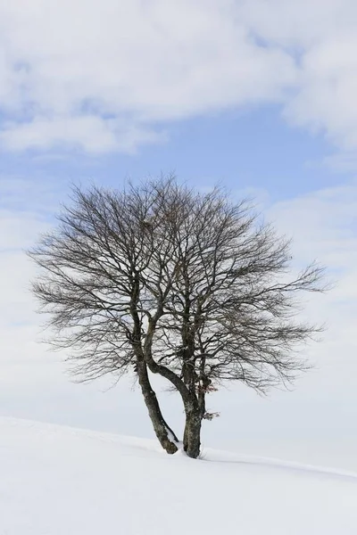 Fagus Sylvatica Dans Paysage Enneigé Saison Hivernale — Photo