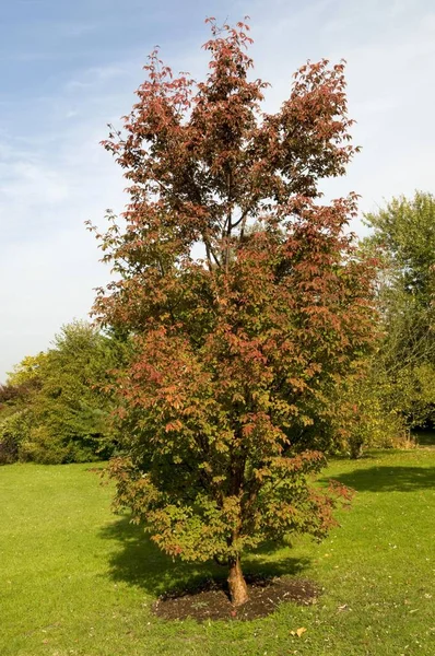 Maple Paperbark Acer Griseum — Fotografia de Stock