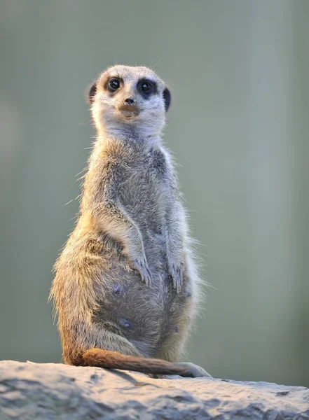 Meerkat Suricata Djur Stående Utomhus — Stockfoto