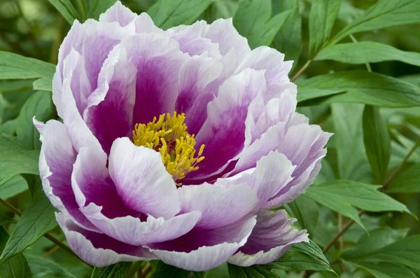 Красива Фіолетова Біла Квітка Півонії Дерева Paeonia Suffruticosa — стокове фото