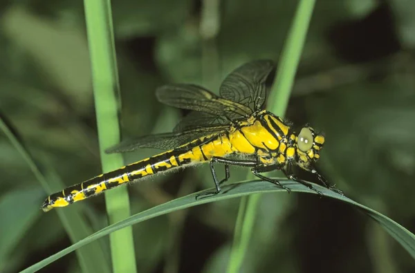 Спільний Клубний Хвіст Gomphus Vulgatissimus Зеленій Траві — стокове фото