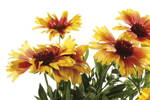 Gaillardia Eller Filt Blomma Gaillardia Isolerad Vit — Stockfoto