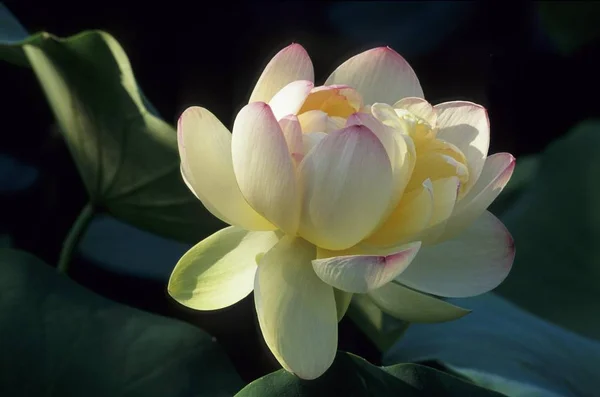 Flor Lótus Nelumbo Nucifera Close Fauna Natureza — Fotografia de Stock