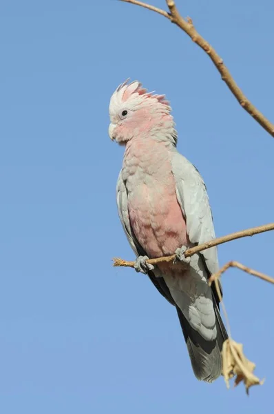 Galah Eolophus Roseicapillus Austrália Oceania — Fotografia de Stock