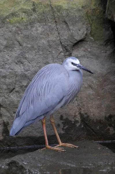Close up portrait of White-faced heron — Stock Photo, Image