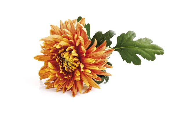 Aromatique Chrysanthème Chrysanthème Fleur — Photo